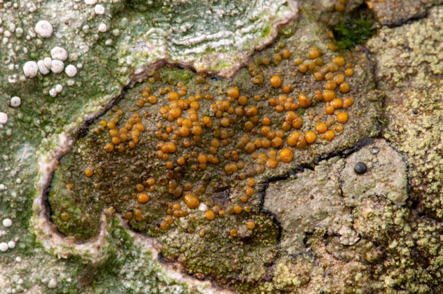 Lichene 6 2010